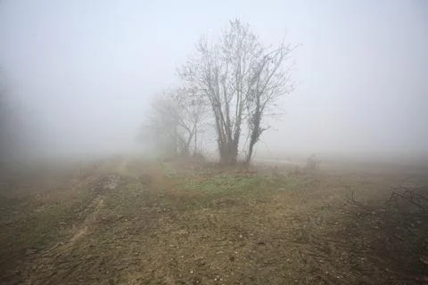 Dirt path bordered by bare trees in the fog Stock Photos