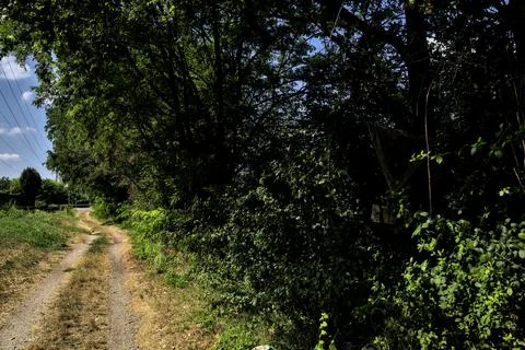 Dirt path bordered by trees and bushes and a stream of water in the italian c Stock Photos