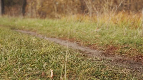 A dirt path in a clearing, around the grass sways in the wind. Stock Footage 120867695