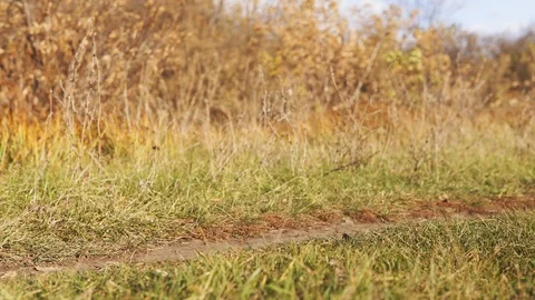 A dirt path in a clearing, around the grass sways in the wind. 库存影片 120867928