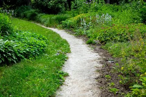 Dirt path in a clearing in the forest among green plants. Stock Photos