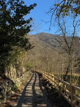 A dirt path curves through a forested area with a wooden fence Stock Photos