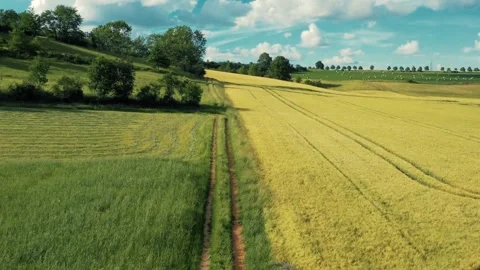A dirt path cuts through fields of green and golden crops Stock Footage 312537945