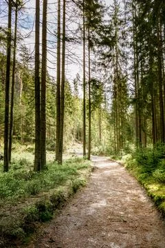 Dirt Path Cutting Through Forest at Adrpach Teplice Rock Formation Stock Photos