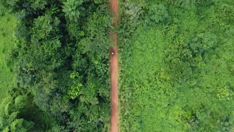 Dirt path cutting through lush green vegetation from an aerial point of view Stock Footage 321656893