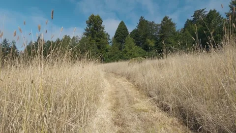 Dirt path cutting through tall golden grass leading toward green forest trees Stock Footage 346401859