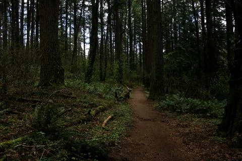 A dirt path in a dark forest, surrounded by trees and ferns Stock Photos