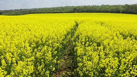 A dirt path divides a blooming rapeseed field leading into the distance. Stock-Footage 345165929