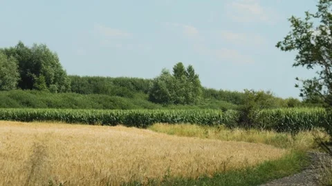 Dirt path on edge of golden wheat field and green corn in summer Stock Footage 343542341