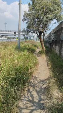 Dirt Path with Flowering Tree Beside Highway Overpass Urban Contrast Stock Photos