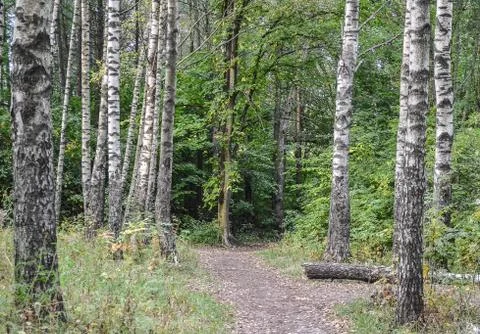 Dirt path with foliage in the autumn forest. Stock Photos