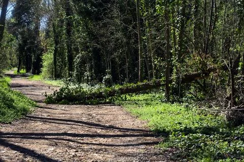 Dirt path in a forest with a fallen tree blocking the way on a sunny day Stock Photos