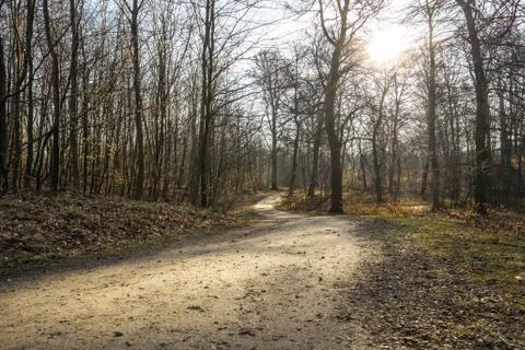Dirt path in the forest Foto stock
