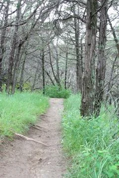 Dirt Path in the Forest Stock Photos