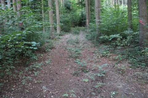 Dirt path in the forest Stock Photos