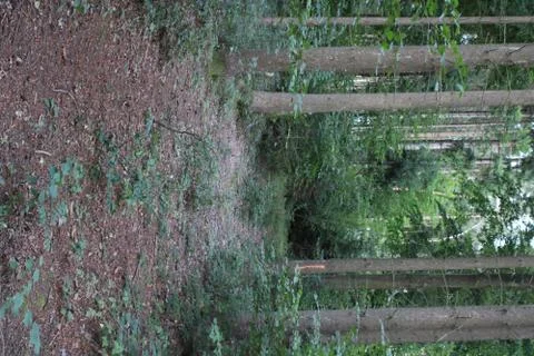 Dirt path in the forest Stock Photos