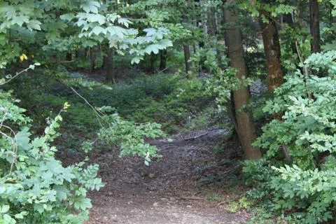 Dirt path in a forest Stock Photos