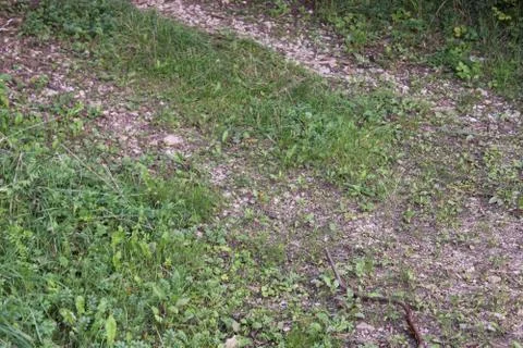 Dirt path in a forest Foto stock