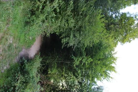 Dirt path in the forest Stock Photos