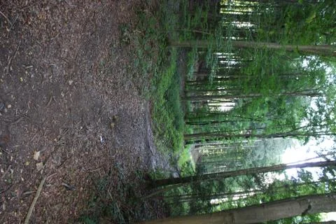 Dirt path in the forest Stock Photos