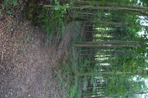 Dirt path in the forest Stock Photos