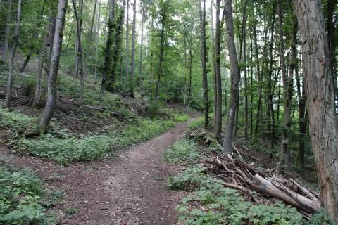 Dirt path in the forest Stock Photos
