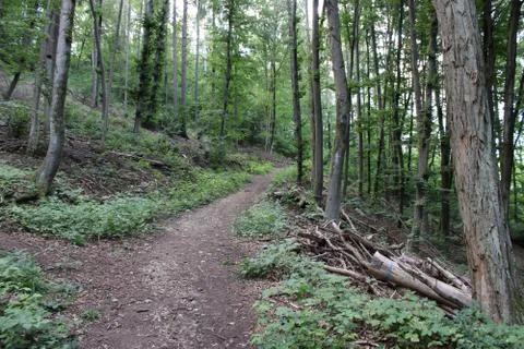 Dirt path in the forest Foto stock