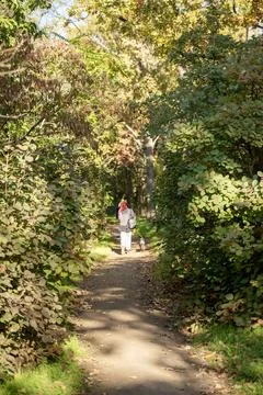 A dirt path in a forest Stock Photos