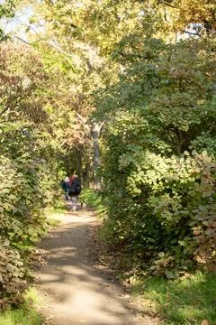 A dirt path in a forest Stock Photos