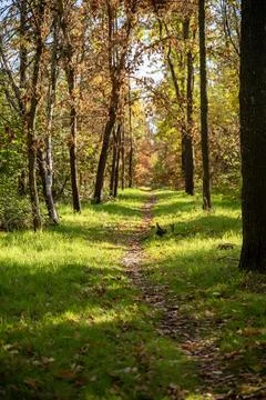 A dirt path in a forest Stock Photos