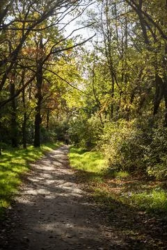 A dirt path in a forest Stock Photos