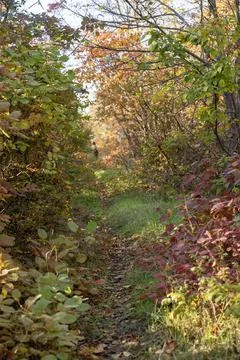 A dirt path in a forest Stock Photos