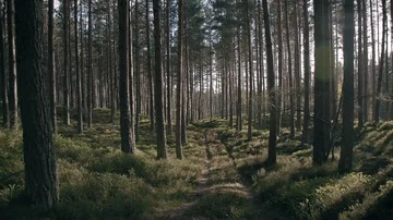 Dirt Path in the Forest with the Sun Peeking through the Trees Stock Footage 85743621