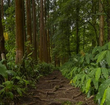 Dirt path in forest with tall trees and roots intertwined in the path. Azores Stock Photos