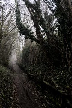 Dirt path in a forest with trees arching on the top of it on a foggy day Stock Photos