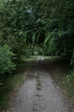 Dirt path in a forest with trees arching on it Stock Photos