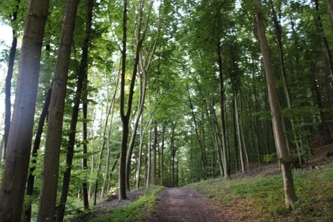 Dirt path in the forest with trees beside Stock Photos