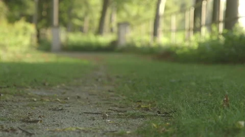 Dirt Path in a Forested Area 库存影片 42907308