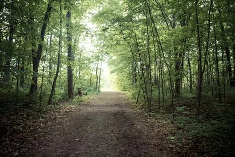 Dirt path going to a lush forest with thick foliage Stock Photos