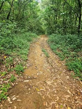 Dirt Path in the Green Forest Stock Photos