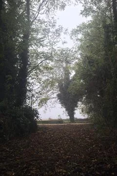 Dirt path in a grove Stock Photos