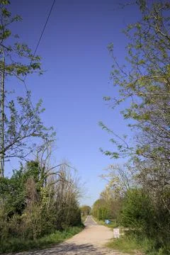 Dirt path in a grove Stock Photos