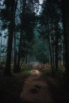 Dirt Path Inside The Forest In Autumn Stock Photos