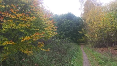 Dirt Path Leading Into A Dense Dark Autumn Forest Stock Footage 348136480