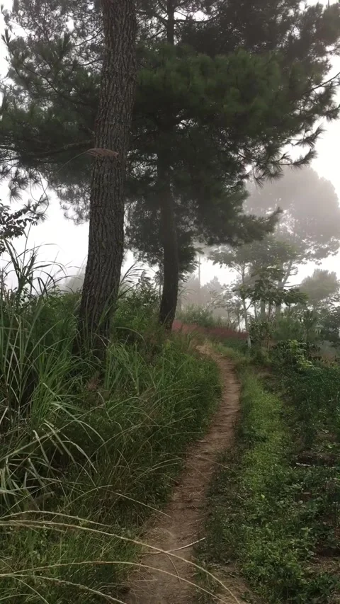 Dirt Path Leading Into a Misty Pine Forest Stock-Footage 347433643