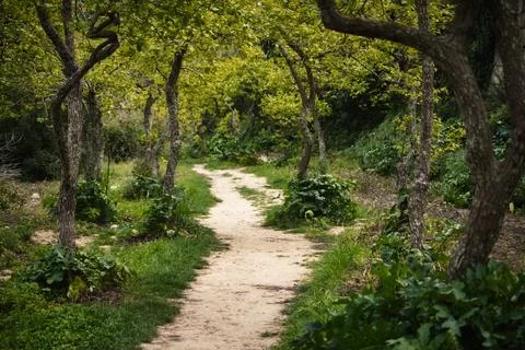 A dirt path leading through a dense forest Foto stock