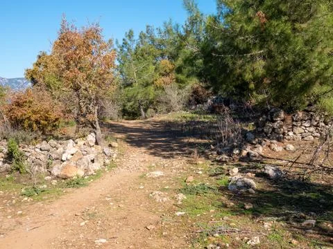 Dirt path leading through a pine forest to the ruins of the ancient city of.. Stock Photos