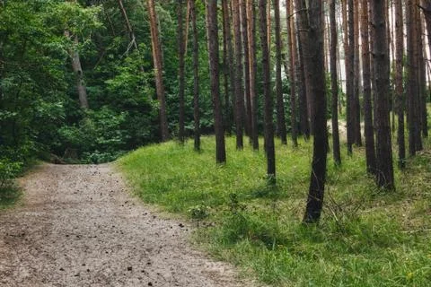 A dirt path leading through the trees in a forest Stock Photos