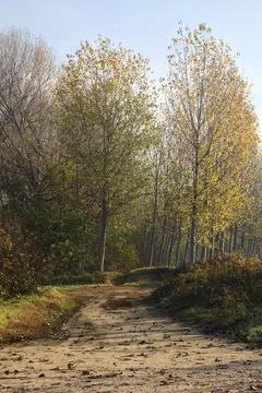 Dirt path that leads to a narrow trail in a birch tree grove in auitumn Stock Photos