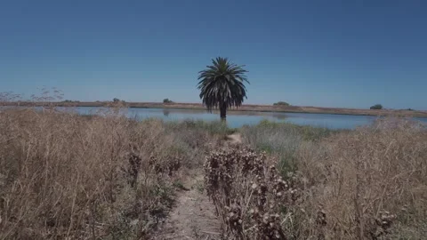 A dirt path leads toward a lone palm tree on the water's edge Vídeo Stock 338206186